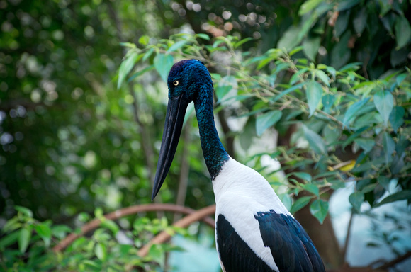 Black-necked Stork Profile