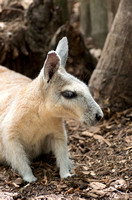 Wallaby Profile