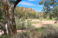 Eucalyptus Trees Along Dry Todd River