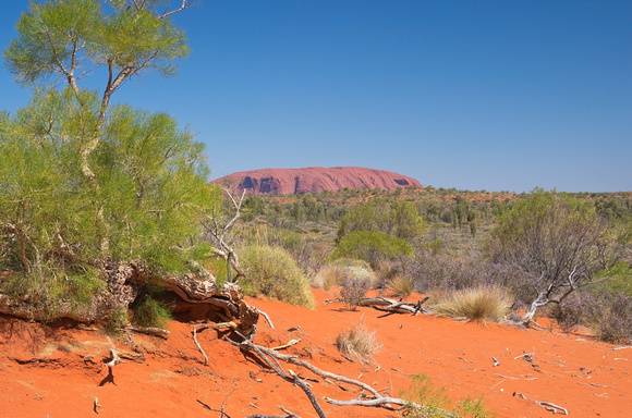 Uluru Monolith and Outback Bushes