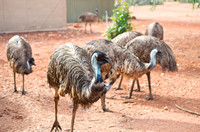 Emu Birds on Farm