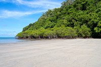 Beach and Mangrove Forest on Coral Sea