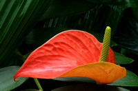 Red Anthurium Plant Against Foliage