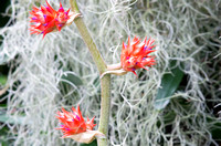 Three Bromeliad Blooms on Stalk