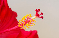 Red Hibiscus Closeup of Pistil and Stamen