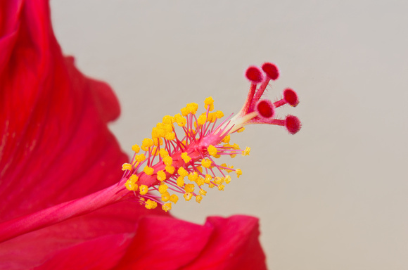 Red Hibiscus Closeup of Pistil and Stamen