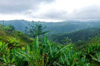 Cloud Forest and Mountain Range in Jayuya