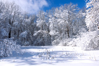 Snowy Marthaler Park and Trees