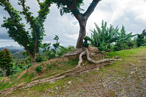 Kapok Tree and Vegetation Atop Hillside Clearing Near Ponce