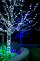 Two Trees Illuminated with Holiday Lights Along Walkway