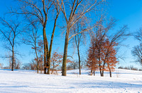 Trees and Snowy Horizon of Battle Creek Park