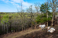Hillside and Goats Overlooking Woodlands of Flandrau State Park