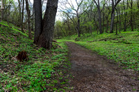 Trail Through Wooded Valley of Flandrau State Park