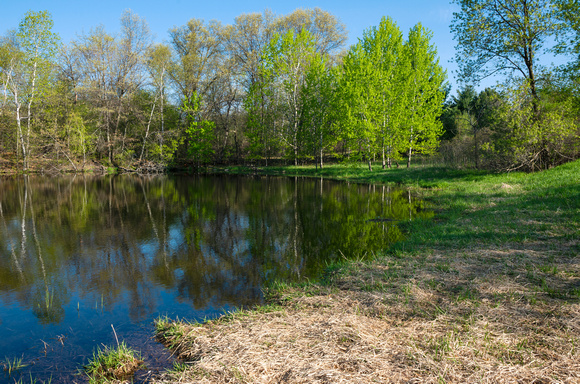 Pond Bank at Edge of Forest in Salem Hills