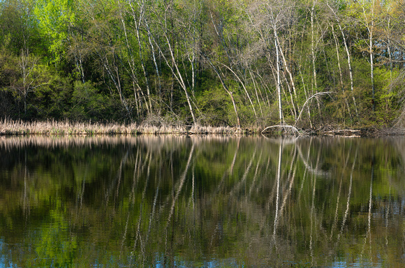 Pond Forest and Reflections on Water at Salem Hills
