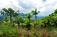 Flora and landscape of luquillo mountains in el yunque