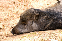 Peccary at Rest