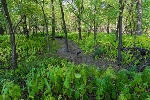 trail through fort snelling state park forest