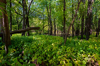in the forest at fort snelling state park
