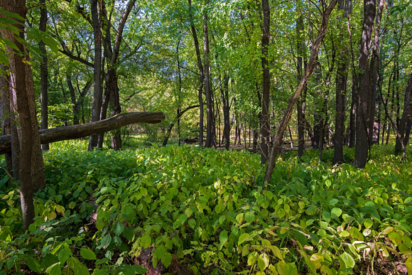 in the forest at fort snelling state park
