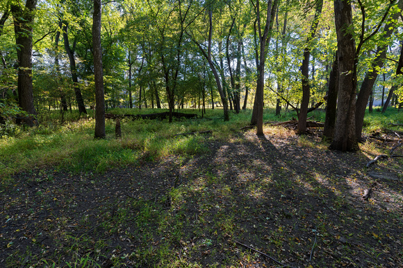 woodlands and forest floor at fort snelling park