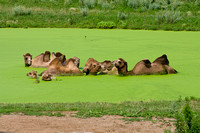 Bactrian Camels in Algae Pond