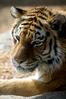 Amur Tiger Full Facial View