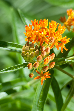 Butterfly Milkweed Blooms Buds and Foliage