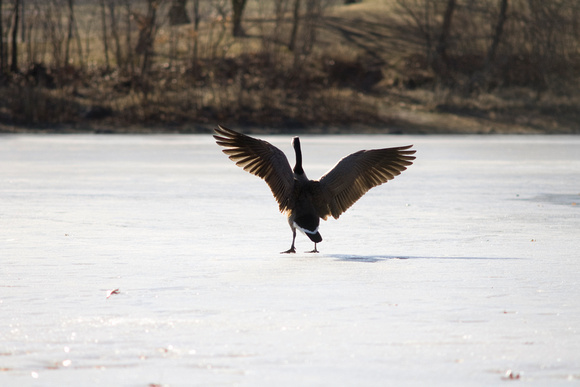 Ice Bound Bird