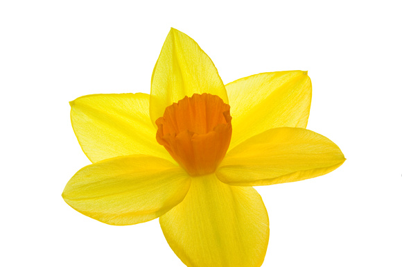 Yellow Daffodil with Orange Corona