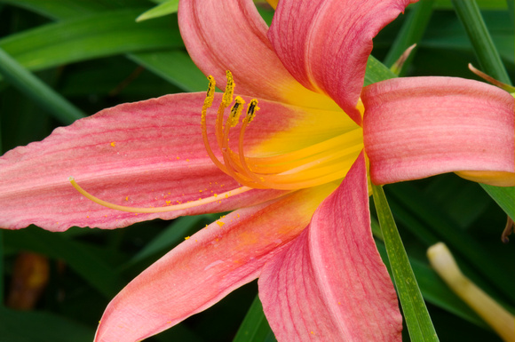 Daylily Bloom Closeup