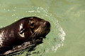 California Sea Lion Swimming