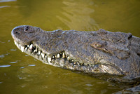 Punta Sur Crocodile Up Close