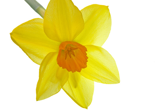 Inside Corona of Yellow Daffodil