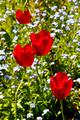 Red Tulips in Field