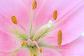 Pink Daylily Closeup