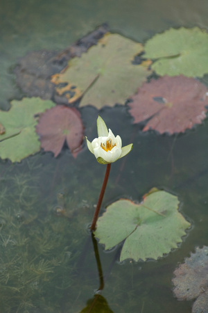 Mexican Water Lily in Full Bloom