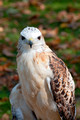 Red-Tailed Hawk Full Facial View