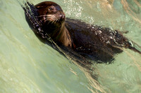 California Sea Lion in Wave
