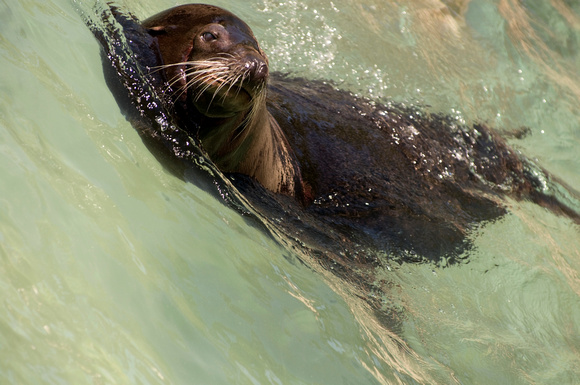 California Sea Lion in Wave