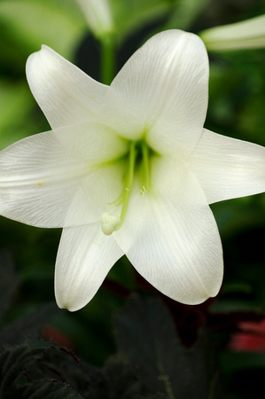 Easter Lily in Full Bloom