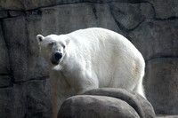 Polar Bear Around Rocks