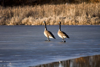 Canada Geese Traversing Frozen Pond