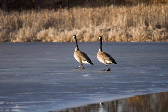 Canada Geese Traversing Frozen Pond