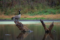Canada Goose Perch