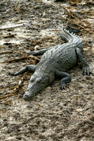 Punta Sur Crocodile Basking in Sun