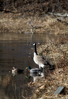 Geese and Ducks Purview