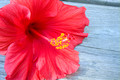 Red Hibiscus Closeup