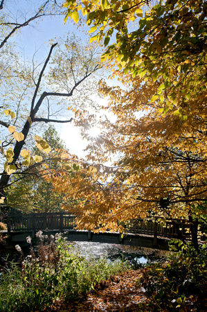 Autumn Bridge and Brook at Botanical Gardens