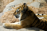 Amur Tiger Laying in Sun
